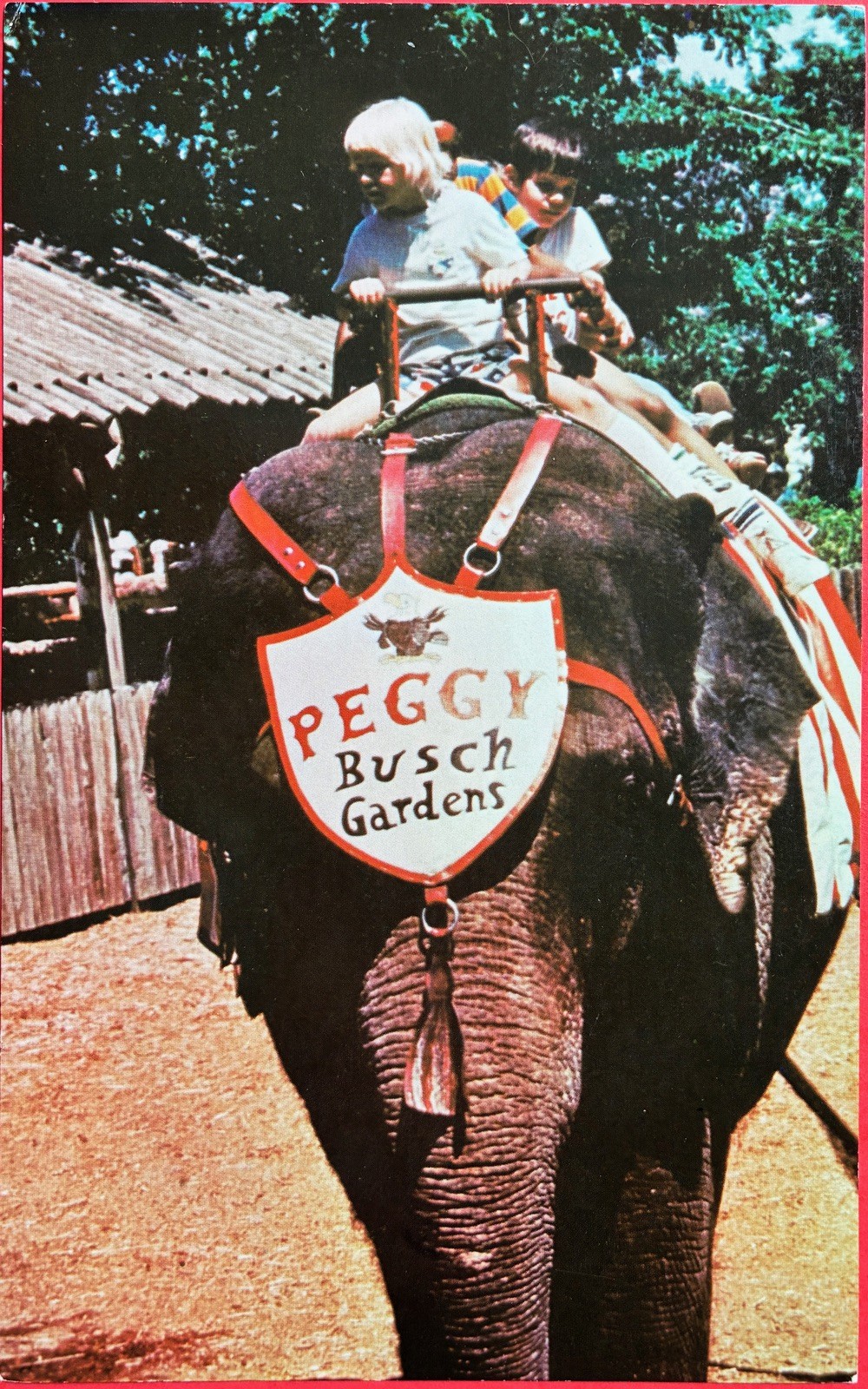 PEGGY the ELEPHANT.  BUSCH Gardens, Tampa, FL. Dark Continent. vtg 5x8. Postcard