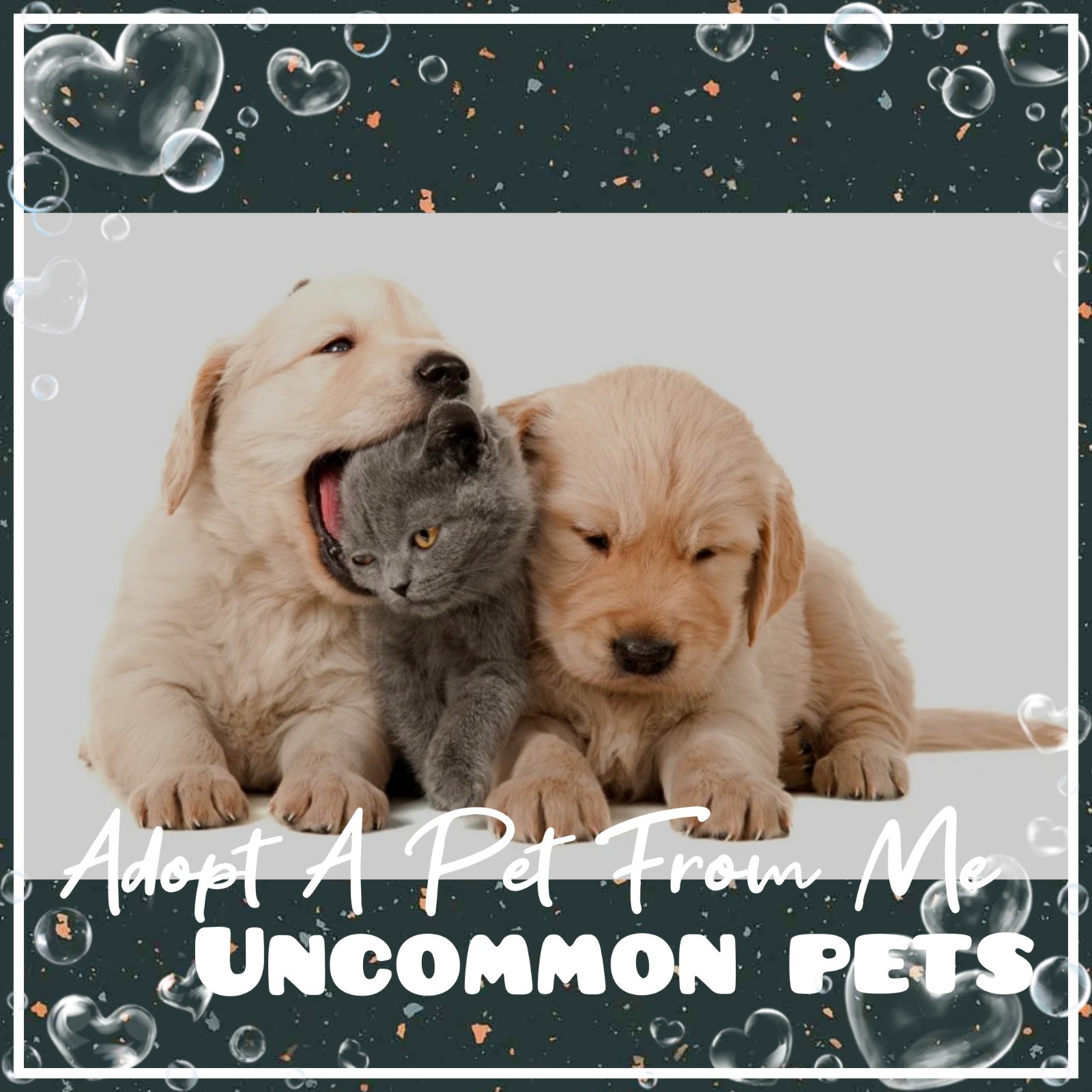 🌸 AM (All Stuff FRM M3) Today 🌸 🌟Uncommon🌟 FR 💜 F 💚 R 🩵 NP 💖