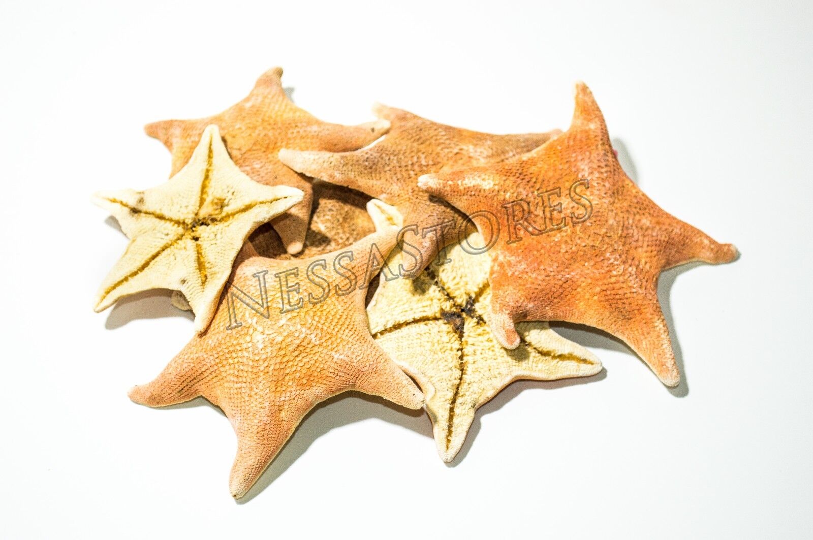 NessaStores Bat Starfish Sea Shell Beach Wedding Real Craft 3\