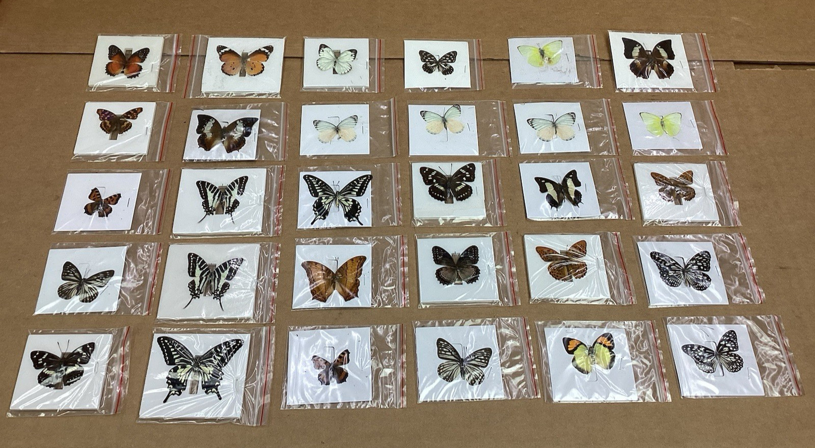 LOT (30) Real Butterfly Specimens Taxidermy Unmounted Entomology Collection