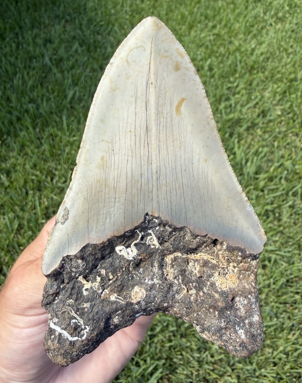 Natural 4.57” Megalodon Shark Tooth Fossil Real Shark Teeth No Restoration