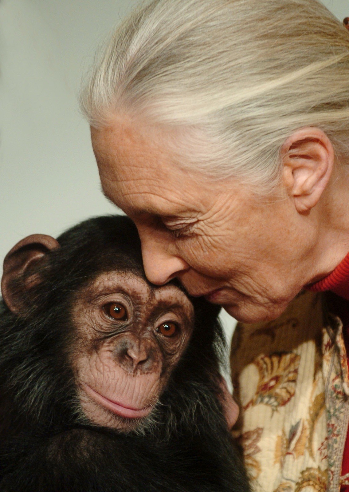 Jane Goodall the famed primatologist, anthropologist and conservationist, 8.5x11 Jane Goodall the famed primatologist, anthropologist and conservationist, 8.5x11