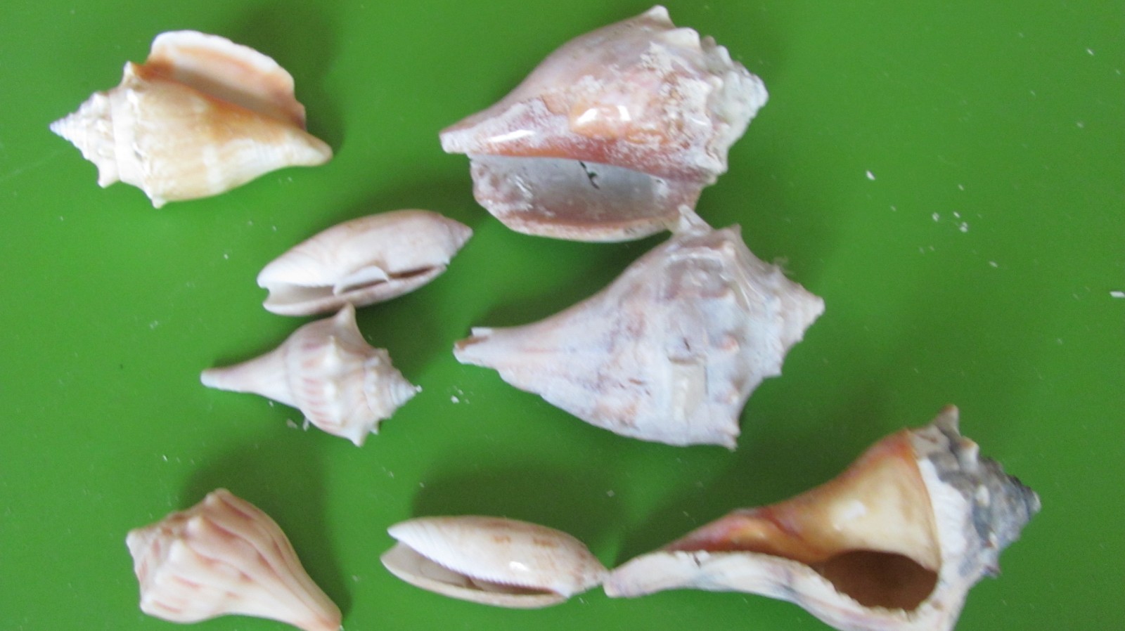 conch, small olive gibbosa  Sea Shell  Lot of 8 CUTE Décor