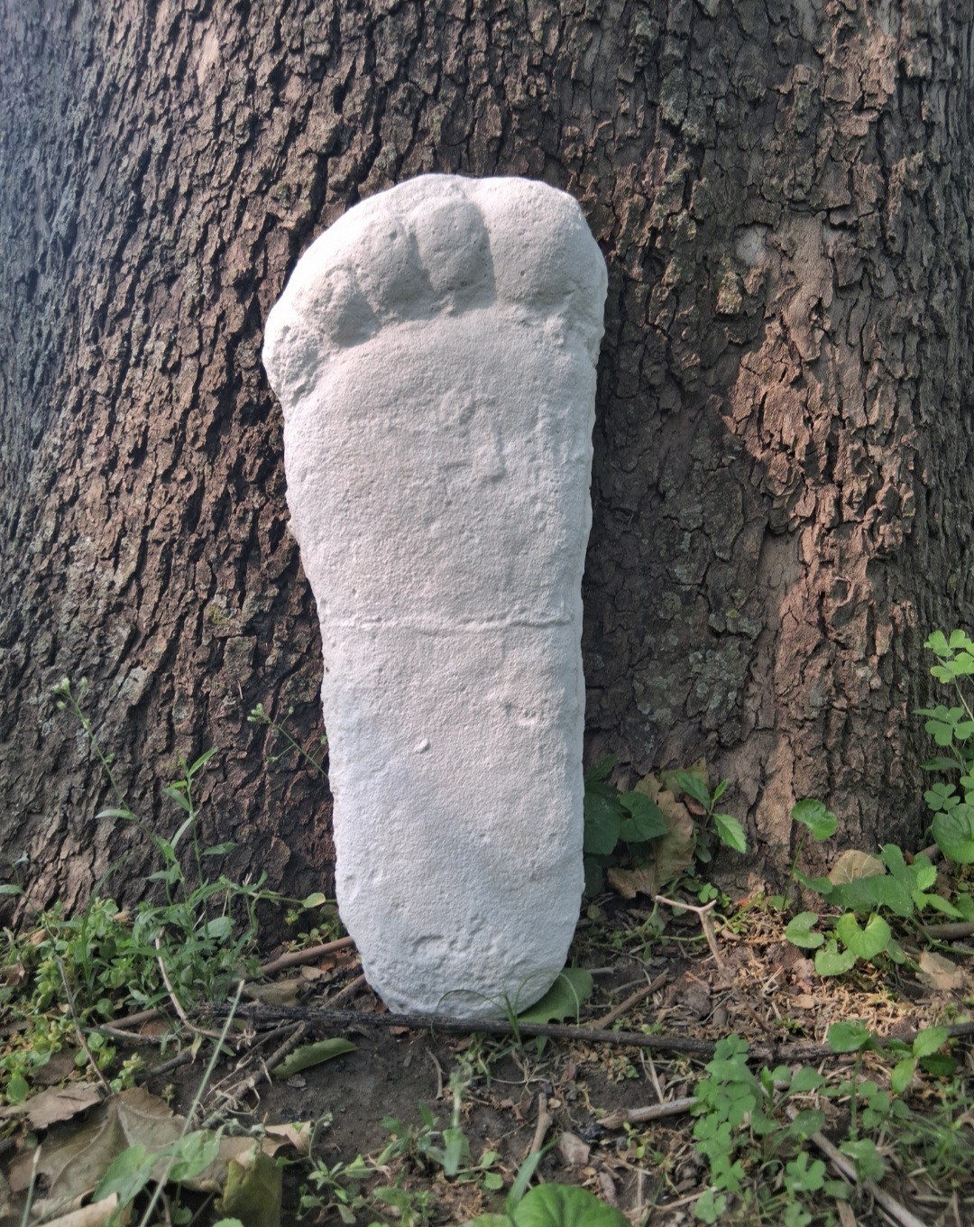 Bigfoot Plaster Cast Large Footprint Patterson site