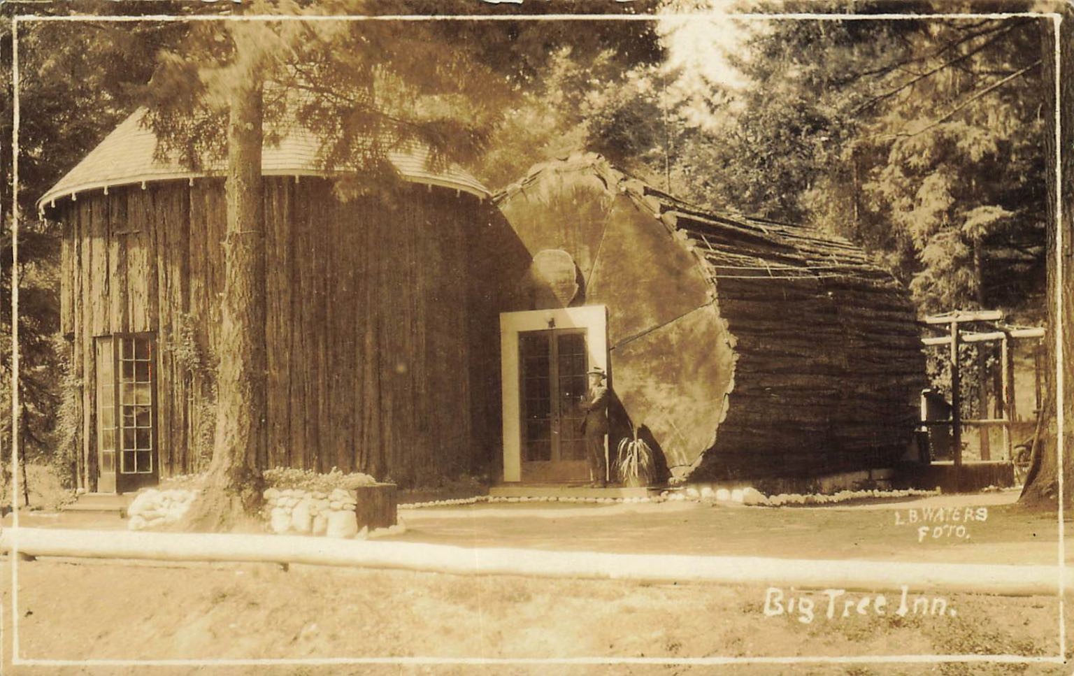 Big Tree Inn Des Moines  1920s RPPC  Waters Photo Washington Roadside Attraction