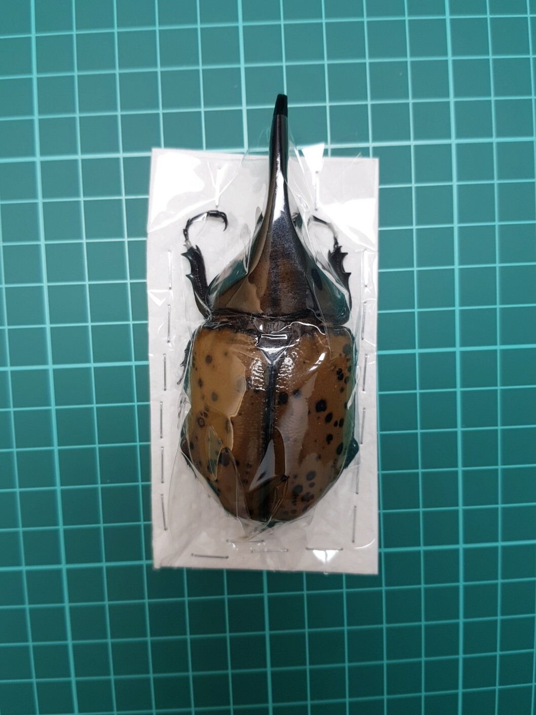 ENORMOUS SIZE Dynastinae : Dynastes Maya , 95mm Male, Beautiful 