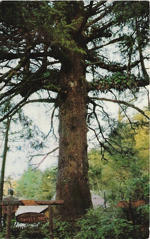 Postcard CA: Family Tree, Trees of Mystery, Redwood Highway California 1959