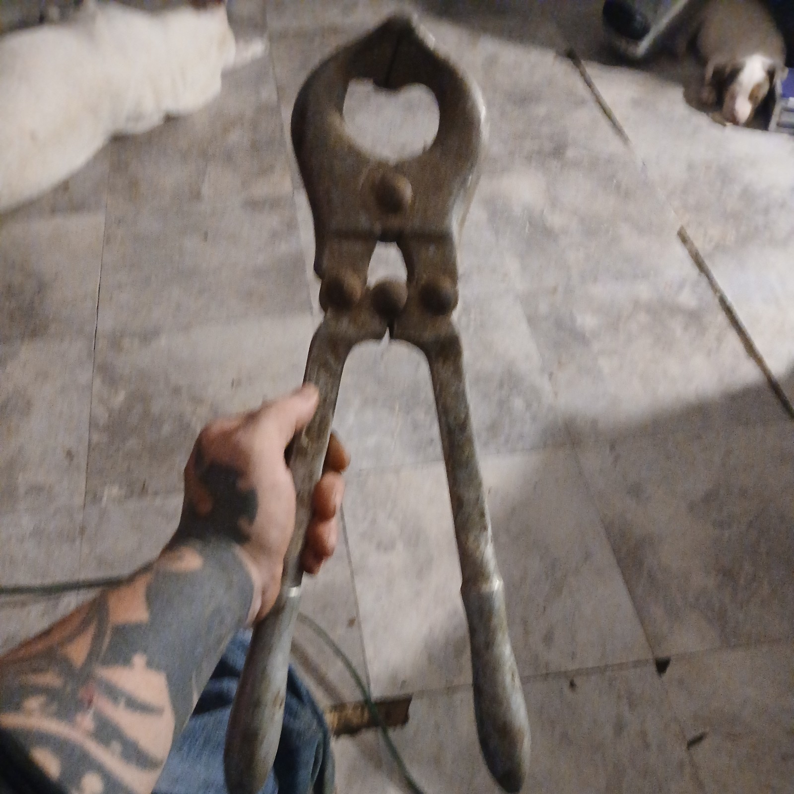 Vintage Huge Bull Castration Pliers Cattle Burdizzo Veterinary 18