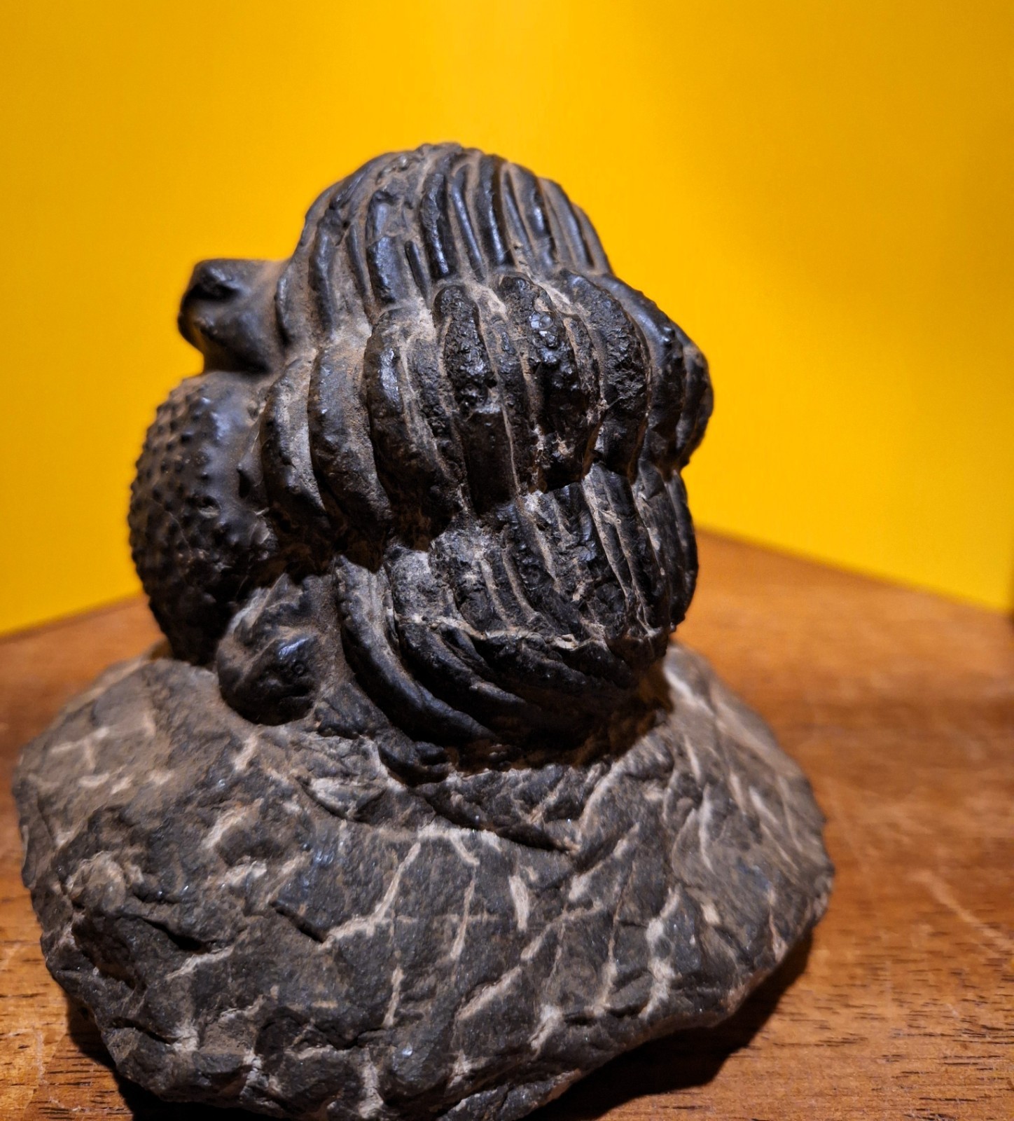 FOSSIL TRILOBITE HUGE ENROLLED DROTOPS 3\ FOSSIL TRILOBITE HUGE ENROLLED DROTOPS 3\