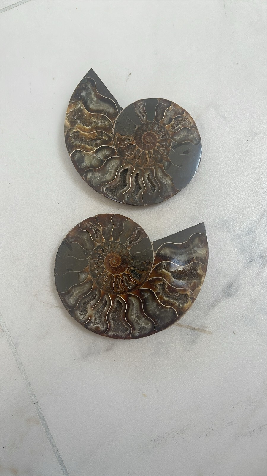 CUT AND POLISHED AMMONITE PAIR 296 g  BRITISH FOSSILS XL SIZE
