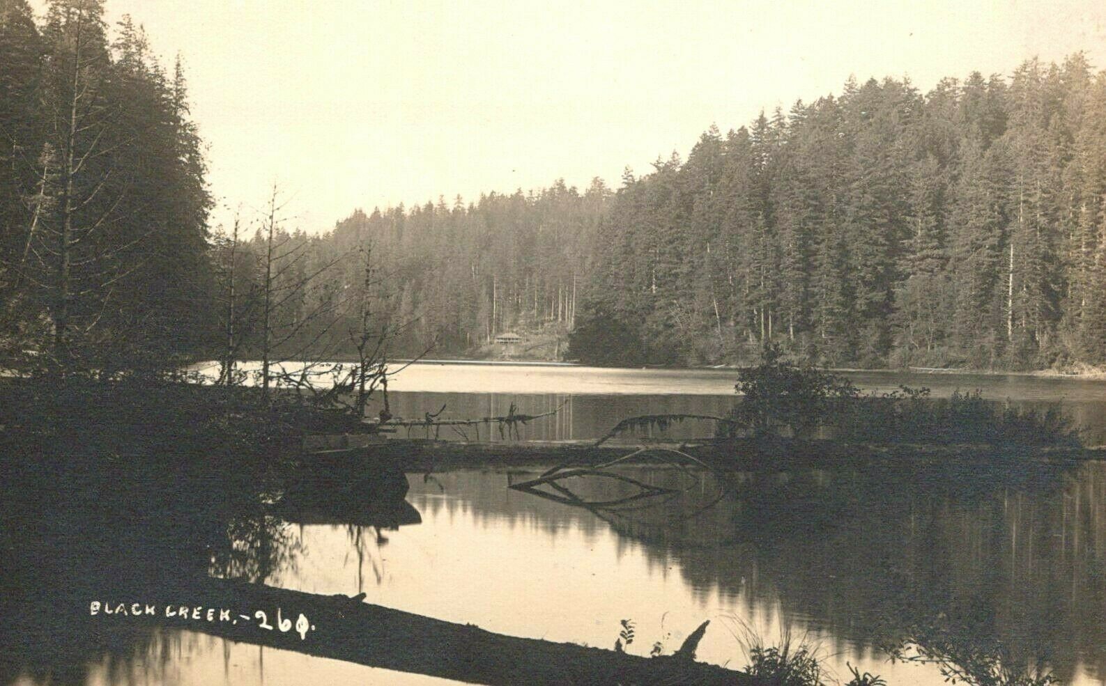 Rppc Unknown BLACK CREEK PRENTISS POINT?,  Fir Trees, Cabin 1904-1918 REAL PHOTO