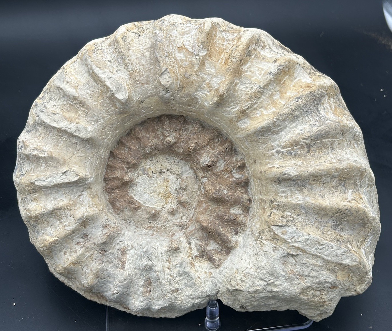 Mortoniceras (drakeoceras) Maximum, HUGE 11” Cretaceous Texas Fossil Ammonite