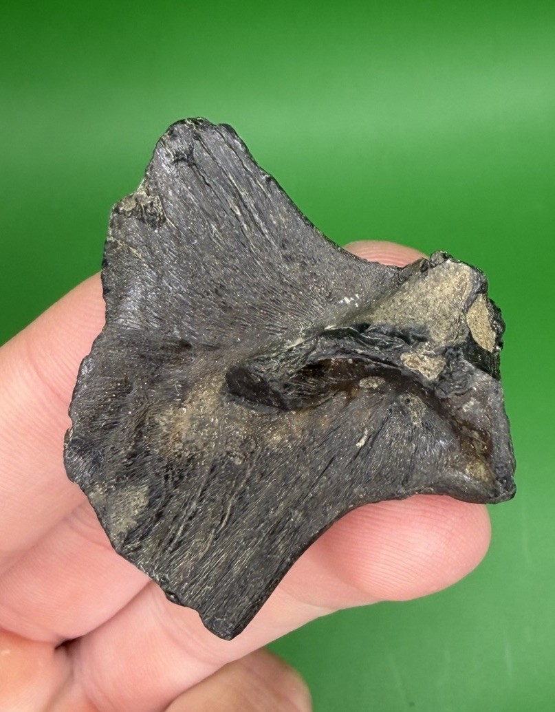 Lowcountry Fossilized Fish Tail Real Authentic Fossil from SC