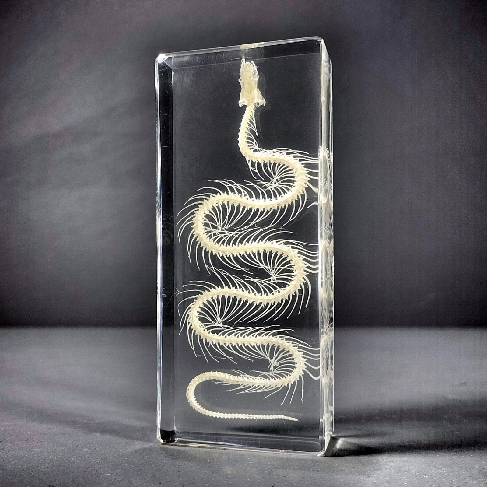 Small Snake Skeleton In Resin, Real Animal Skeletons, Enhydris chinensis