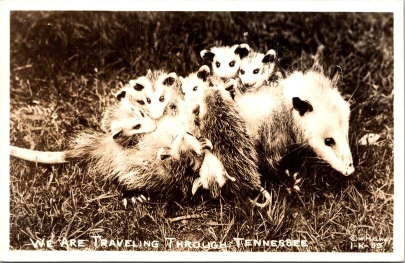 RPPC Postcard Mother Opossum Carries Babies Clinging to Her Fur Tennessee   7563