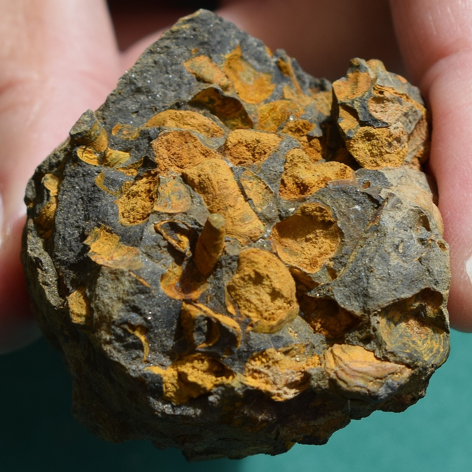 Hyolith cluster from Bolivia devonian - hyolith fossil