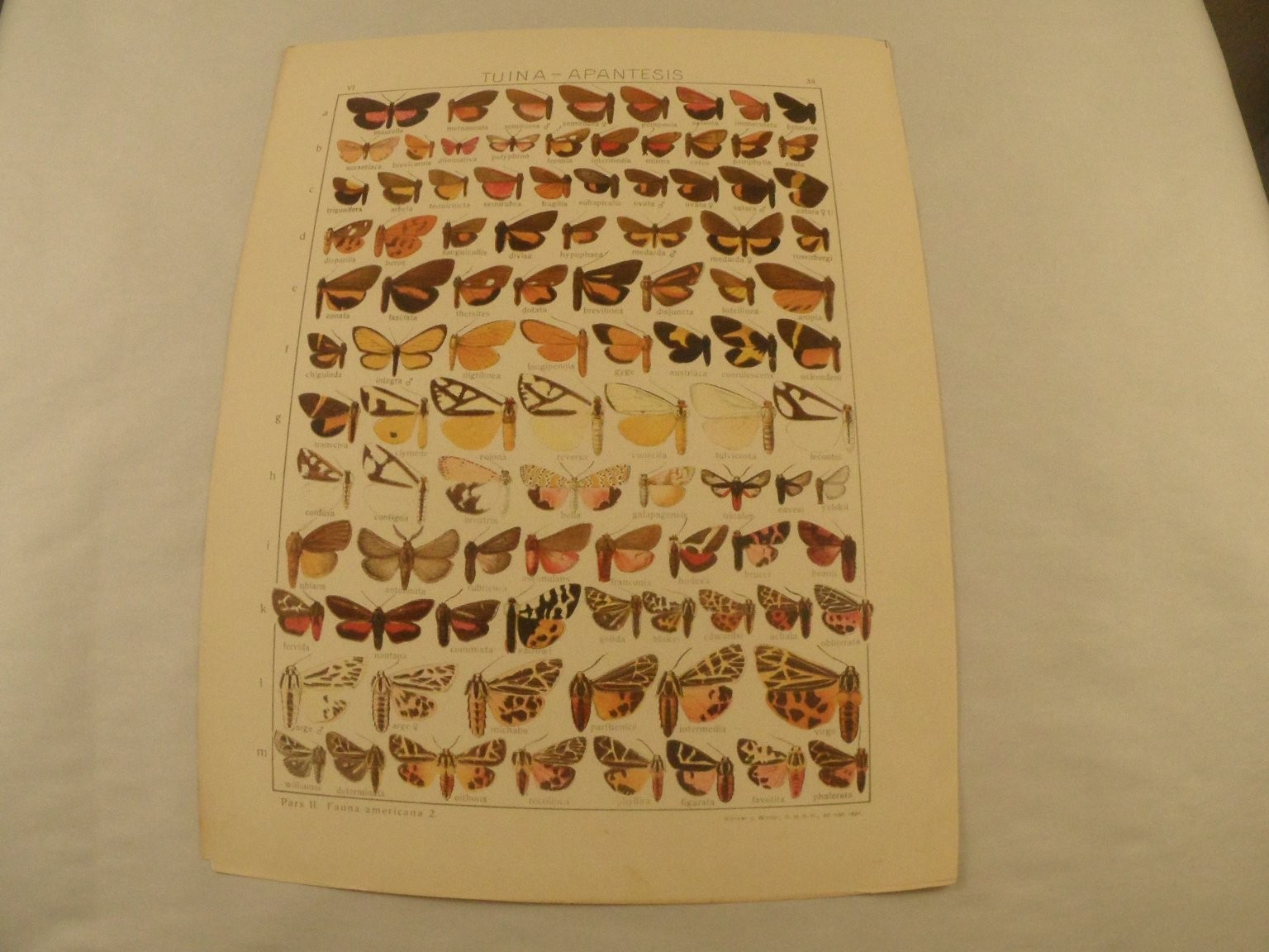 1900-1920s Antique Butterfly Moth Print Fauna Americana Scientific Plate