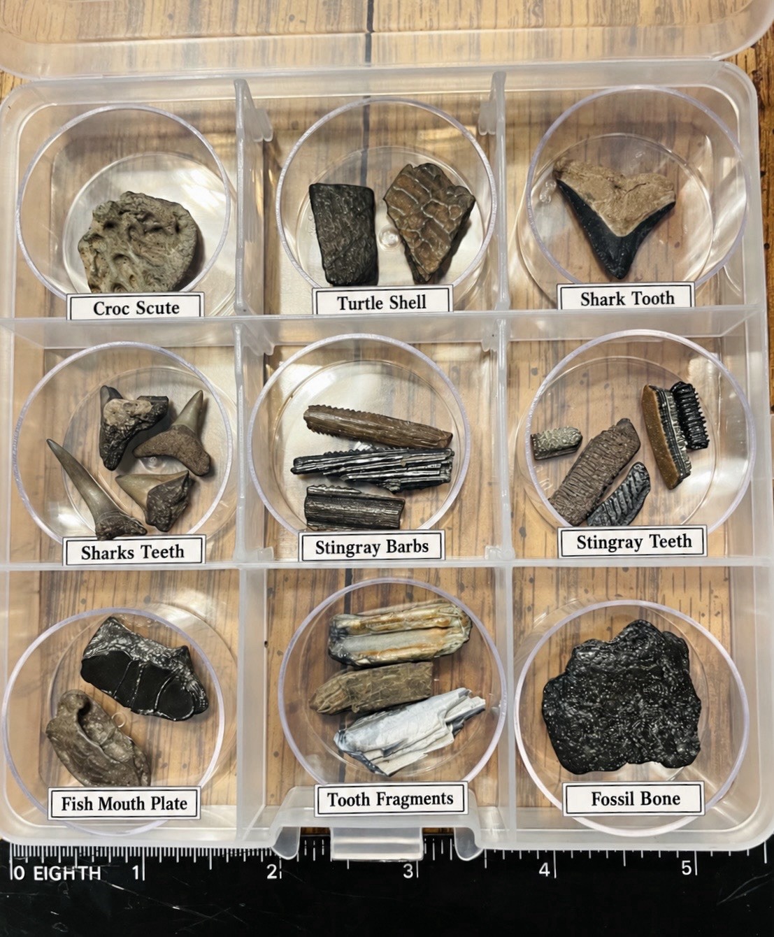 Beginner Ancient Fossil Set 9 Real specimens + Magnifying Glass And Stickers