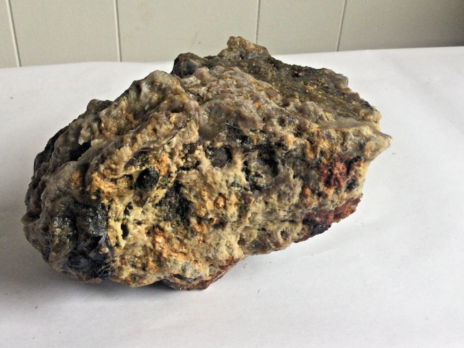 green brown  petrified conglomerate specimen raw natural fossil