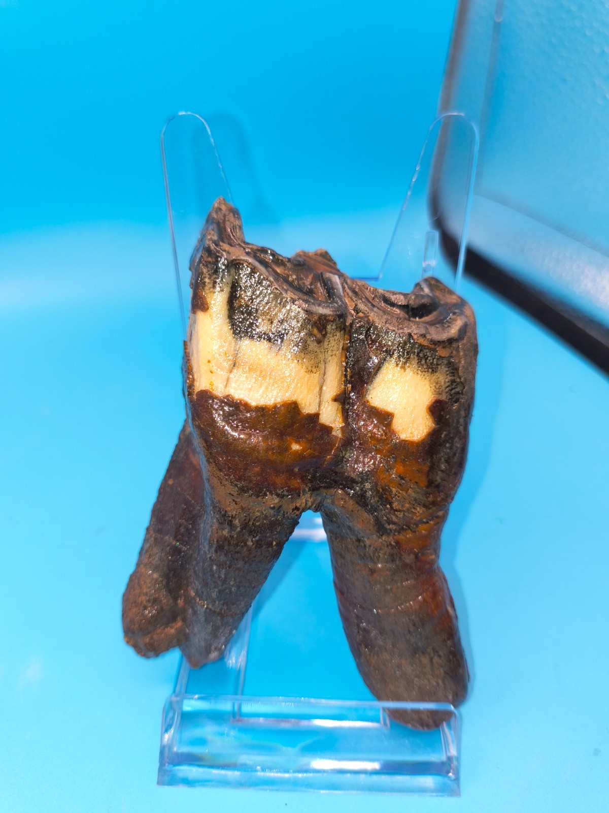 🆒HUGE Authentic Woolly Rhino Tooth Russia Siberia Ice Age 3.98 In. Teeth Jaw 🦏