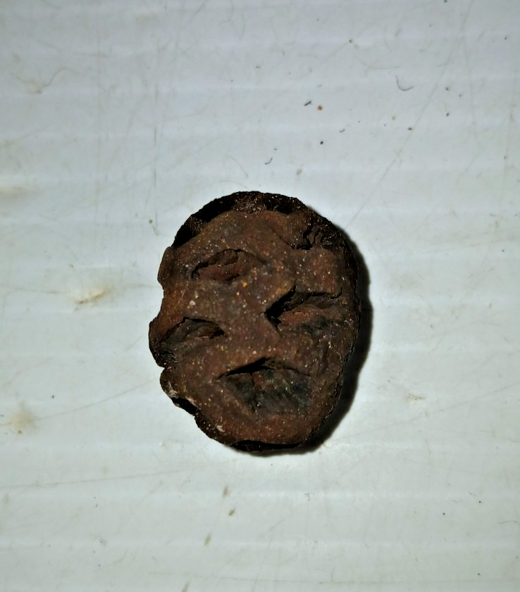 Sequoia Dakotensis Cretaceous Pine Cone Fossil Hell Creek Formation Montana