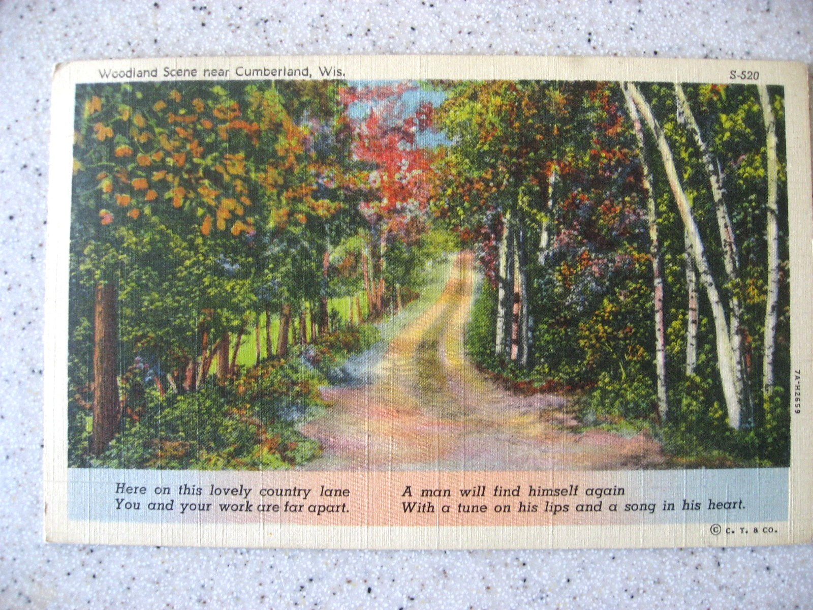 Vtg C. T. & Co Post Card - Woodland Scene Near Cumberland, WI - Posted 1941