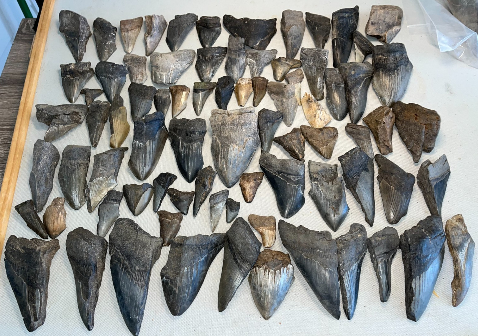Megalodon Shark Teeth \