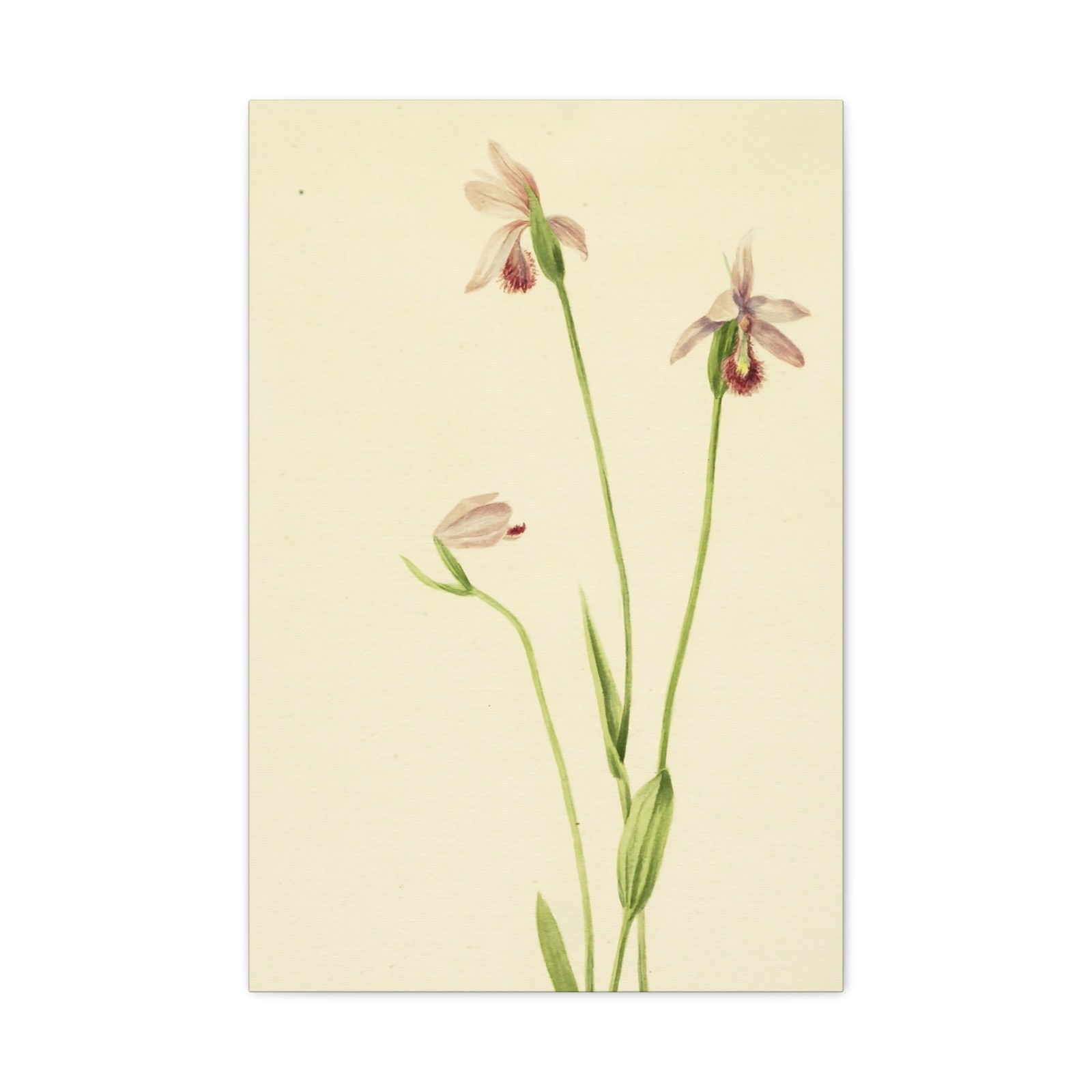 Mary Vaux Walcott - Rose Pogonia (Pogonia ophioglossoides) - Canvas Wall Art