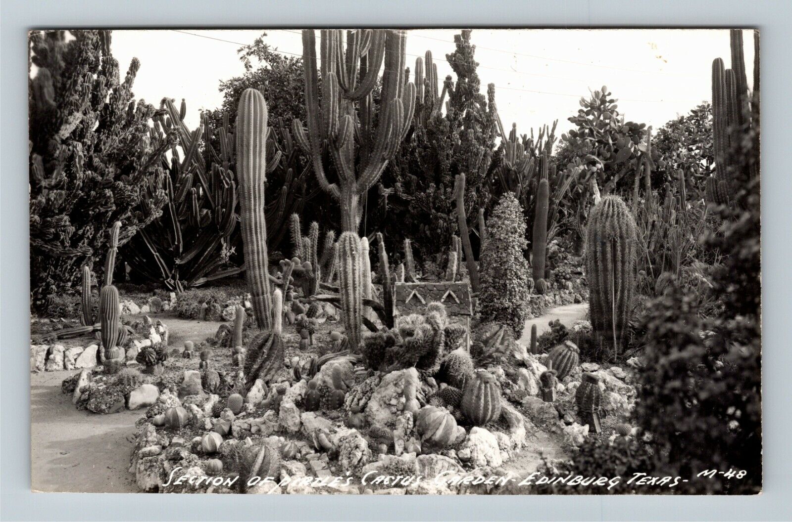 RPPC Edinburg TX-Texas, Section Cactus Garden, c1947 Vintage Postcard