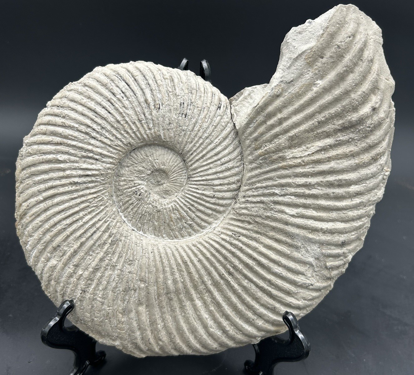 Gorgeous 10.5” Dino-Aged Texas Fossil Ammonite, Oxytropidoceras sp Mustang Crk