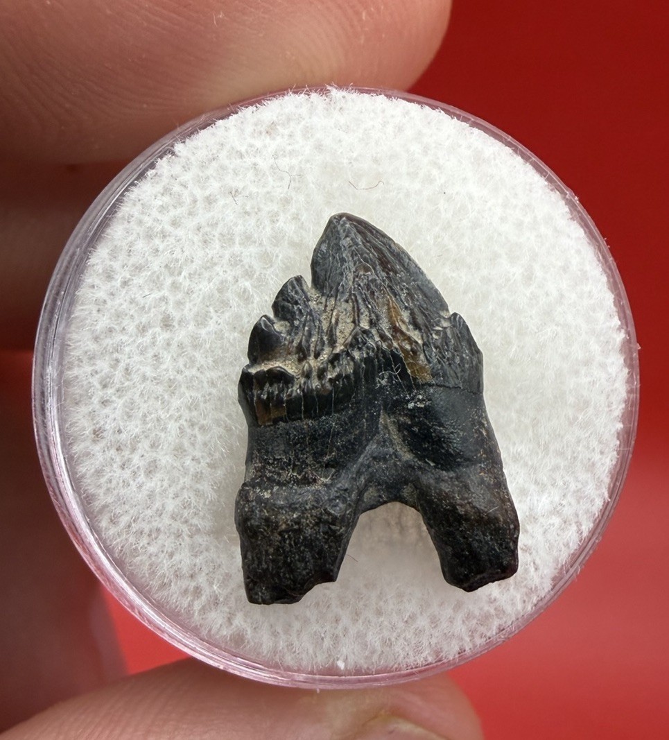 Ankylorhiza Cetacean Tooth Fossil - Museum Grade - Oligocene Aged Cetacean Tooth