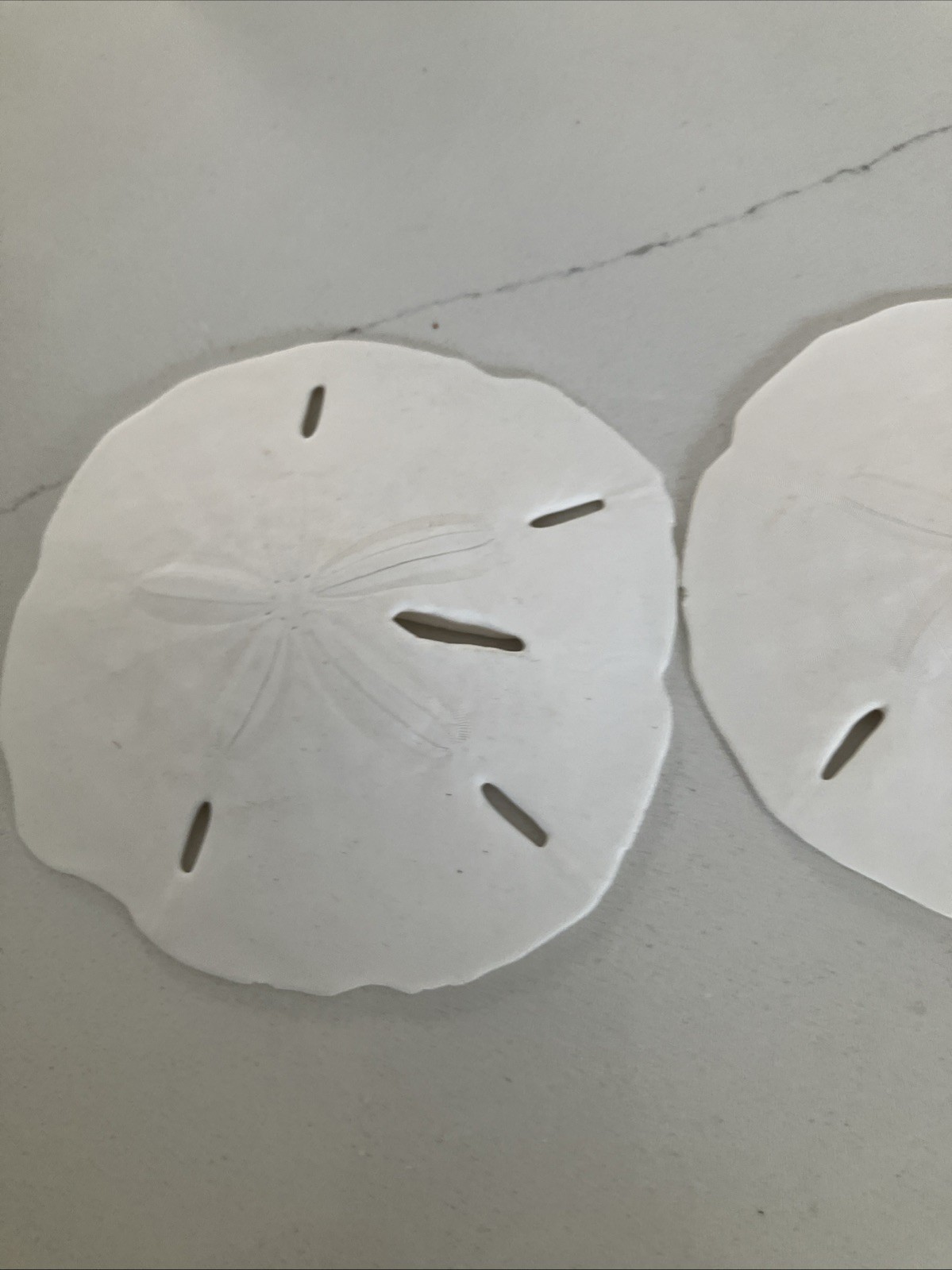 Florida Keyhole Sand Dollars (Leodia sexiesperforata) Florida Keyhole Sand Dollars (Leodia sexiesperforata)