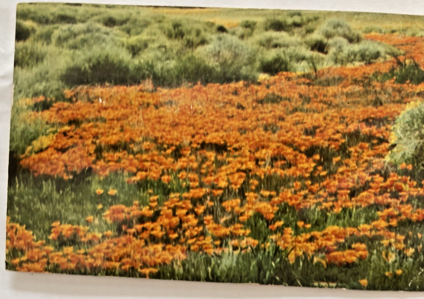 Postcard California Poppies California USA 1post marked 1964