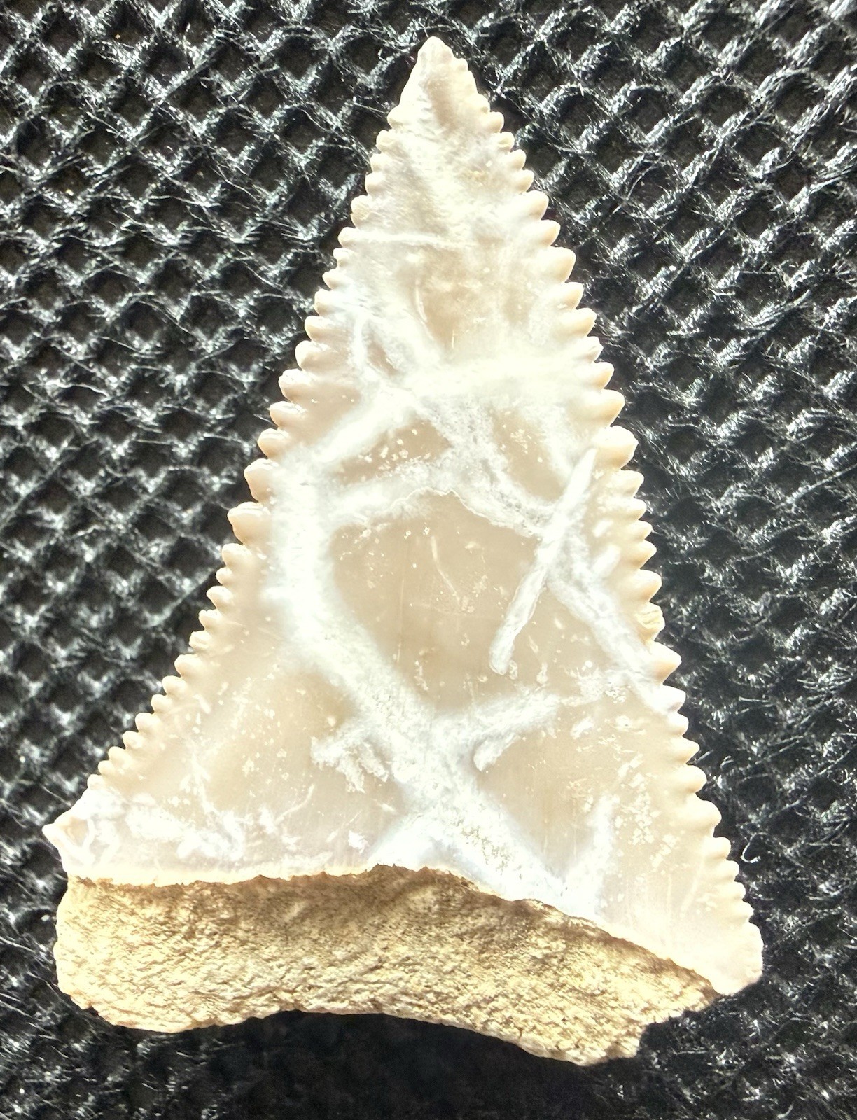 Ultra Rare Great White Shark Fossil Tooth – Pico Formation – Ventura County, CA Ultra Rare Great White Shark Fossil Tooth – Pico Formation – Ventura County, CA