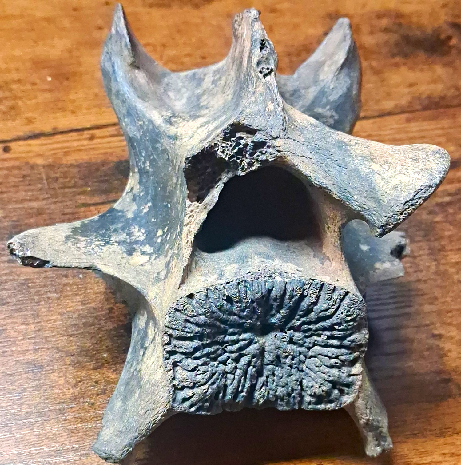 Prehistoric Ice Age Large Mammal Fossil Vertebra Bone Specimen