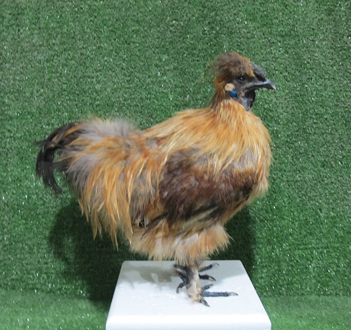 Chestnut Rust Silkie Rooster Real Bird Taxidermy Mount