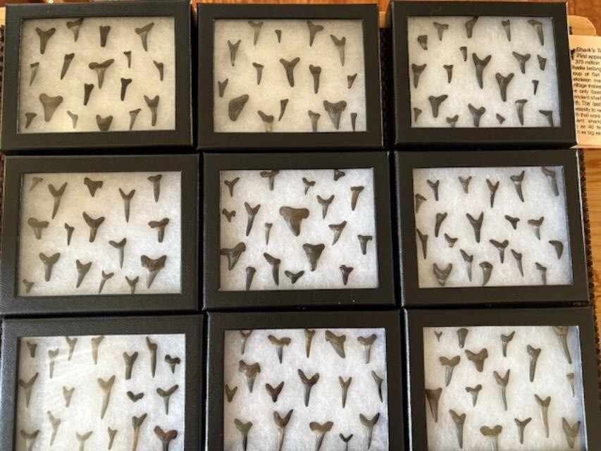 1 display case with at least  17 plus full shark teeth