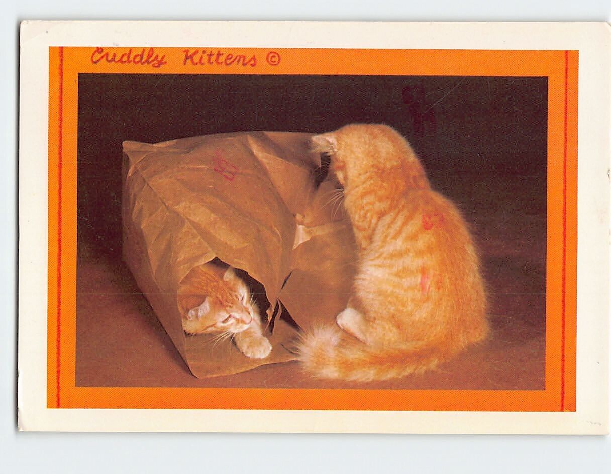 Postcard Cuddly Kittens Playing with the Brown Paper Bag