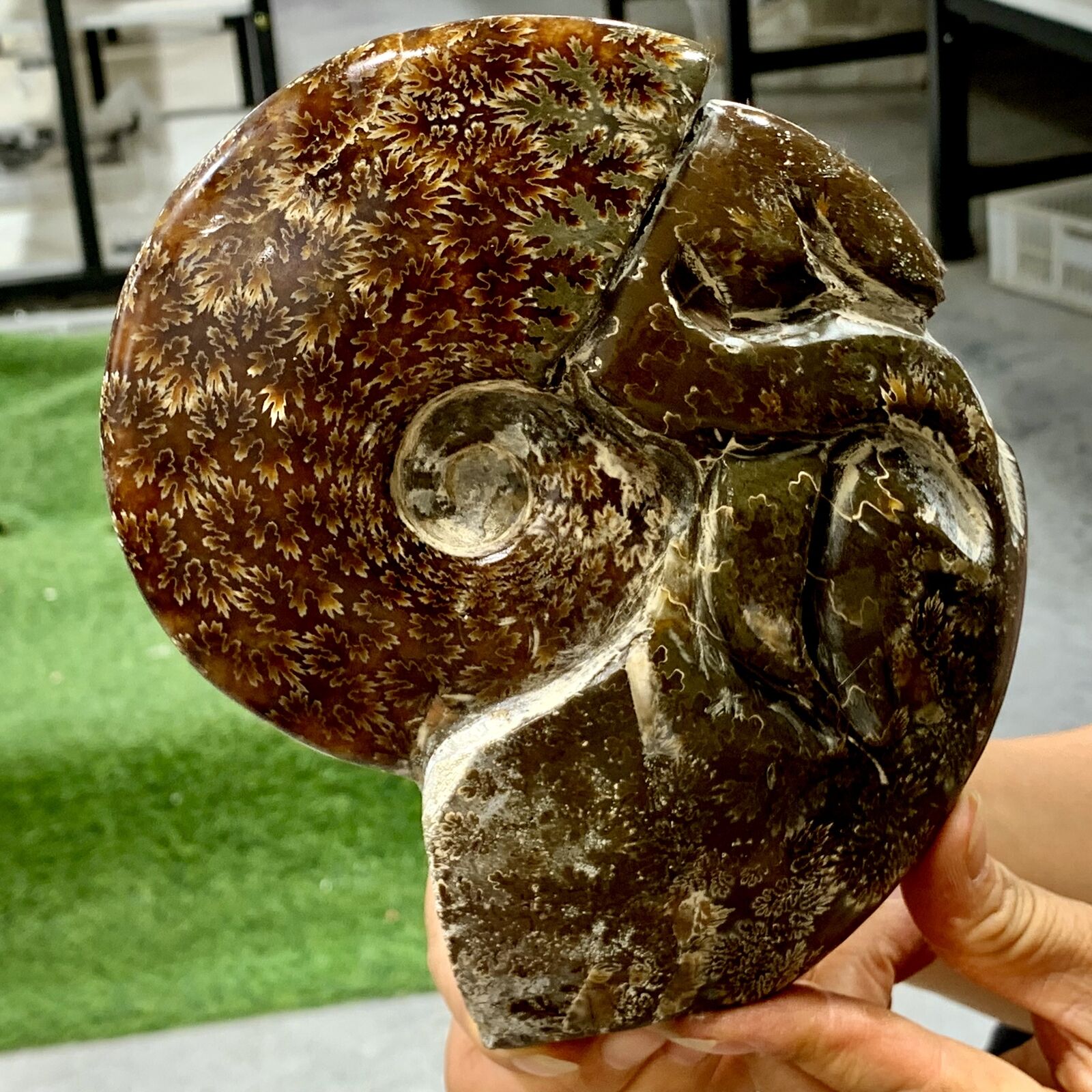 2.6LB Rare Natural Tentacle Ammonite FossilSpecimen Shell Healing Madagascar
