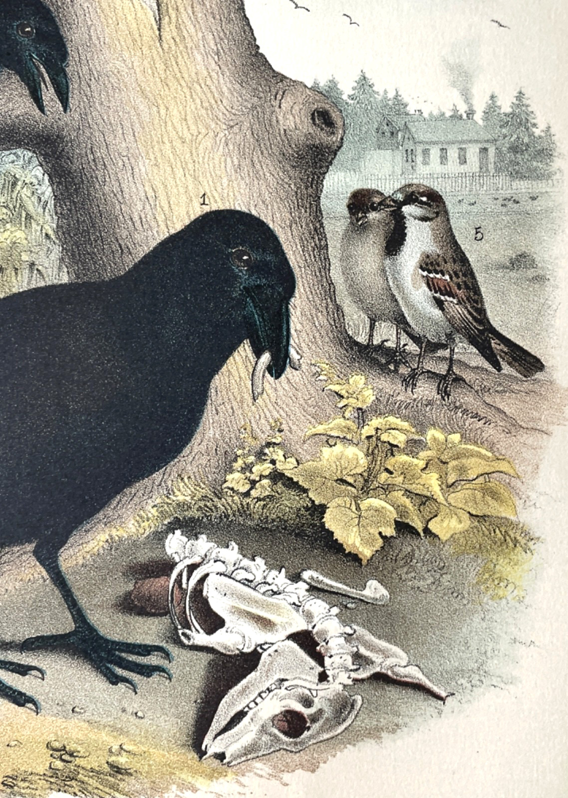 Chromolithograph Antique Print 1881 RAVEN Halloween Art Decor Studer Plate LXVII