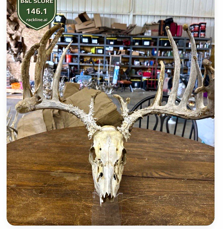 Nice 16 point 146”+ whitetail deadhead