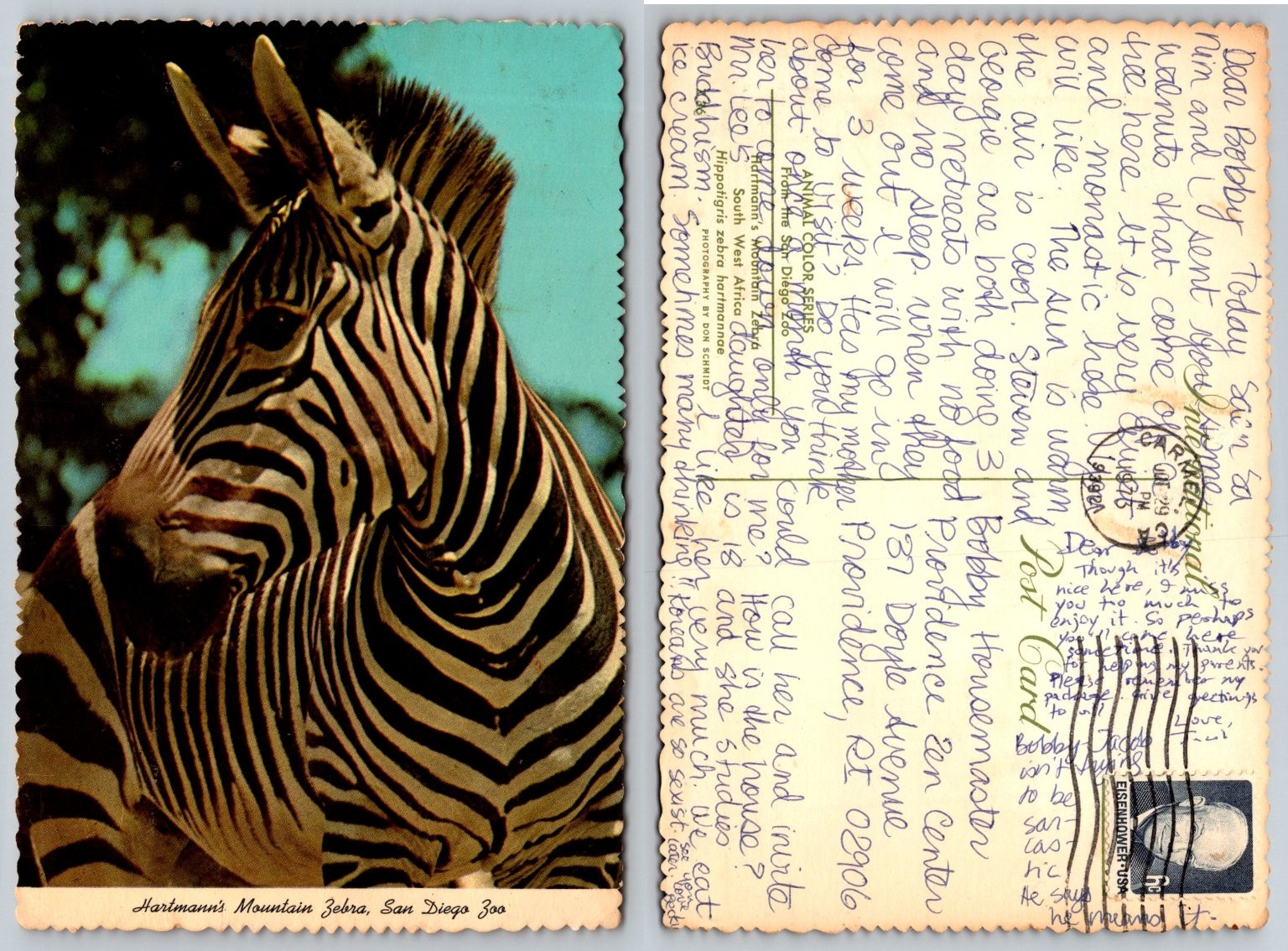 Vintage 1982 Hartmann's Mountain Zebra San Diego Zoo Postcard Wildlife Photo