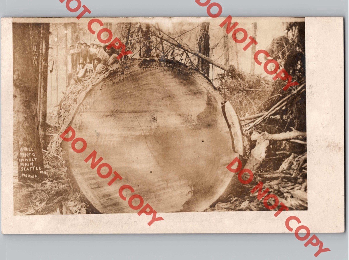 c1906 Group Of Lumberjacks Loggers On Massive Tree SEATTLE Washington WA RPPC