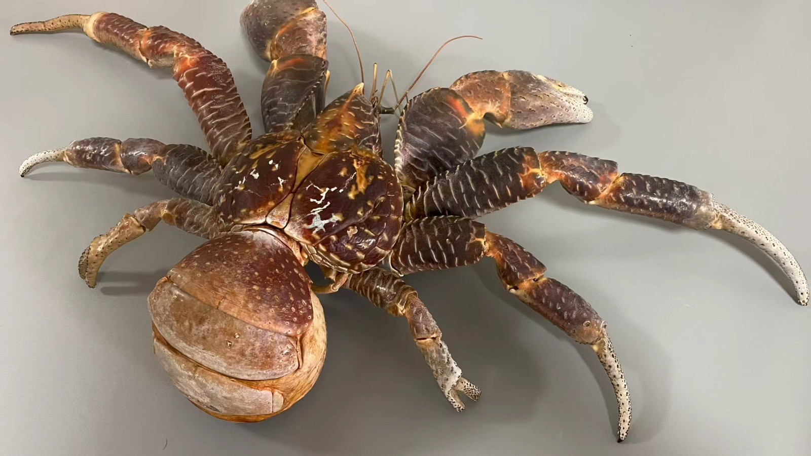 Rare Extra Large Size Birgus Latro Coconut crab taxidermy
