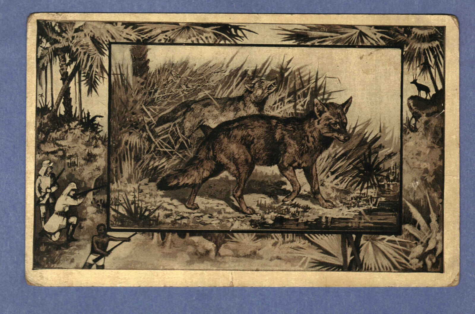 Postcard Animals The Jackal Africa Posted 1909