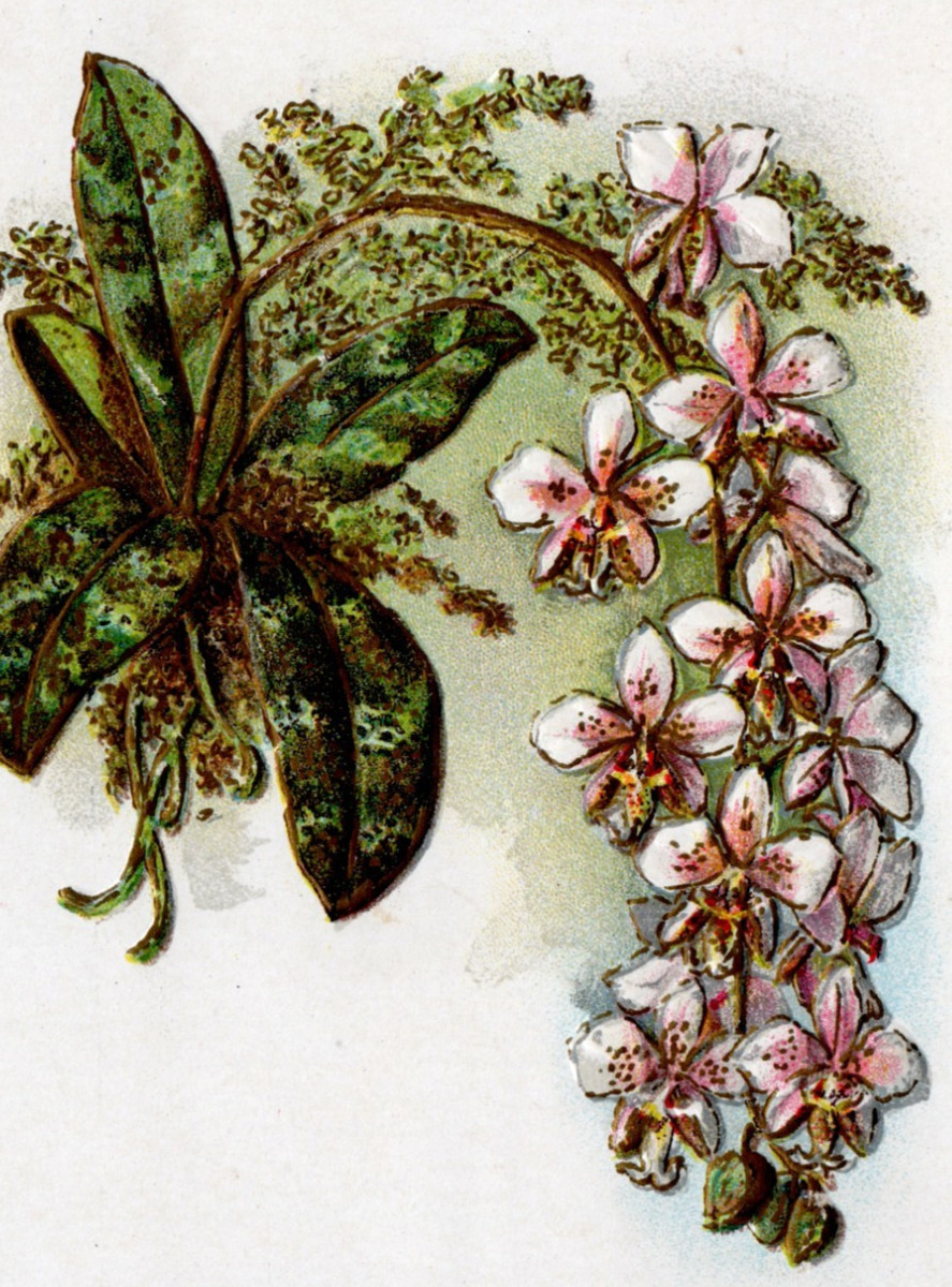 1909 L R Conwell New York Floral Art Embossed USA 1063 Goldtone Postcard