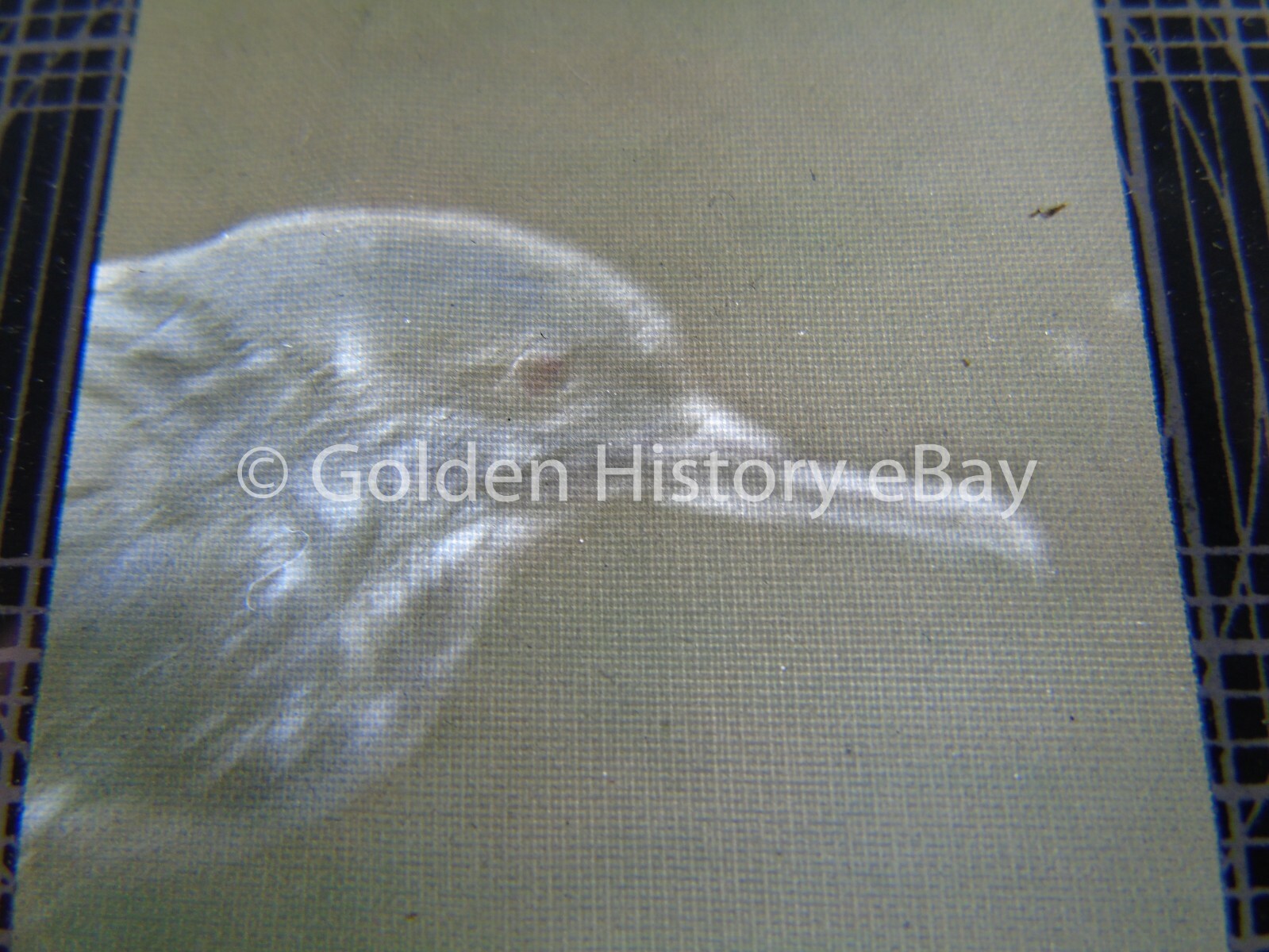 ANTIQUE ANIMAL REAL PHOTOGRAPH SLIDE GLASS MANX SHEARWATER 1938 ANTIQUE ANIMAL REAL PHOTOGRAPH SLIDE GLASS MANX SHEARWATER 1938