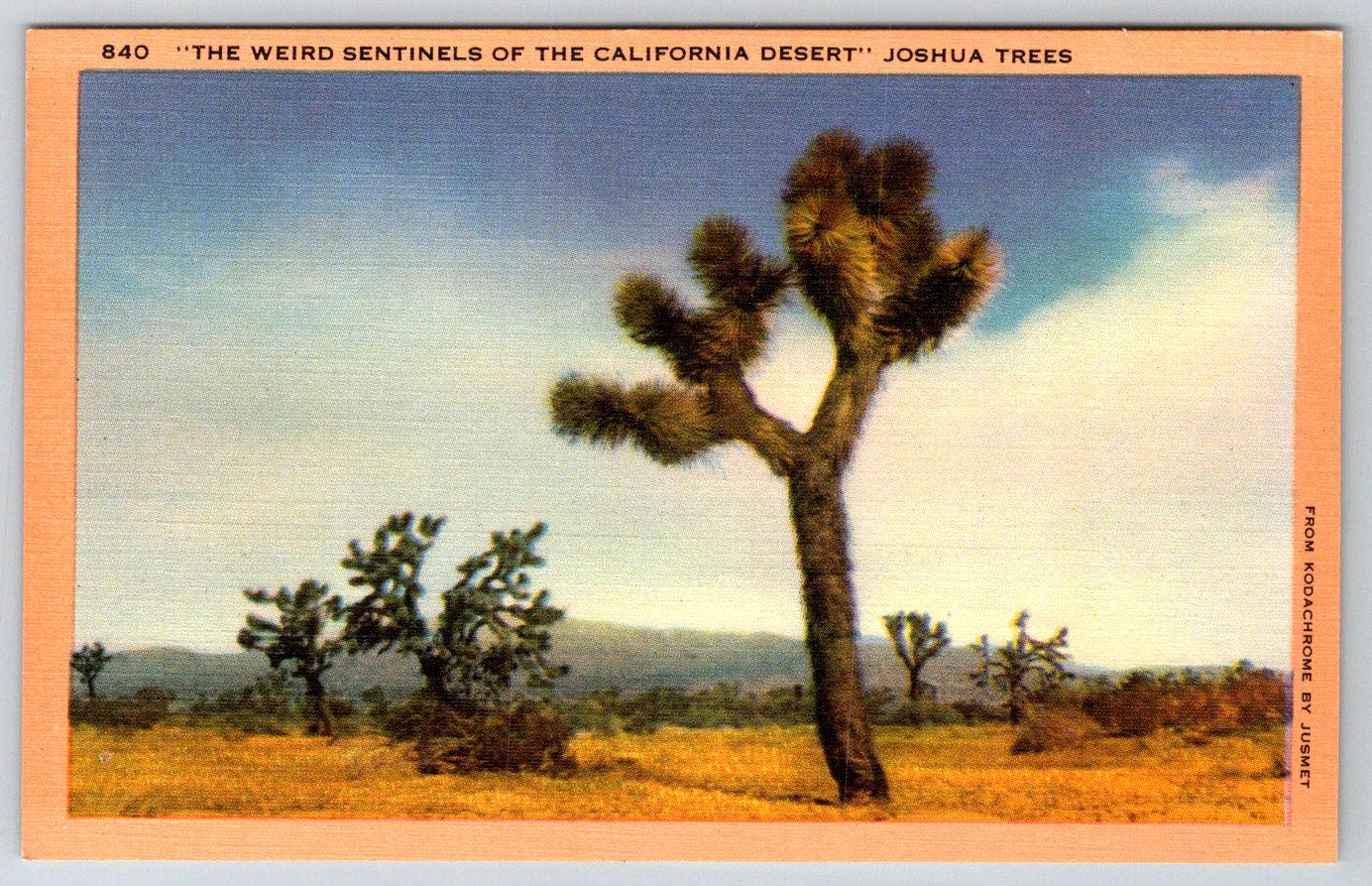 c1940s Joshua Trees California Desert Sentinels Los Angeles Linen