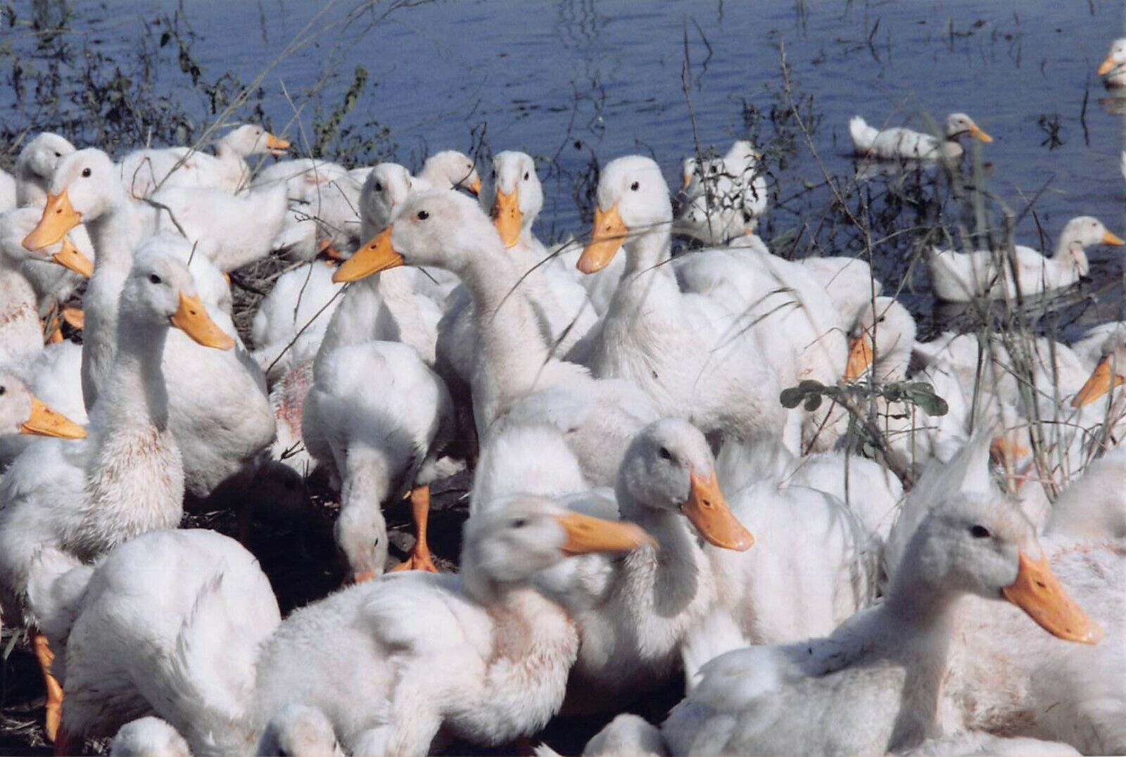 Vtg Photo 1999 Vietnam White Pekin Ducks Duck Group Lake Farm Nature Habitat #16