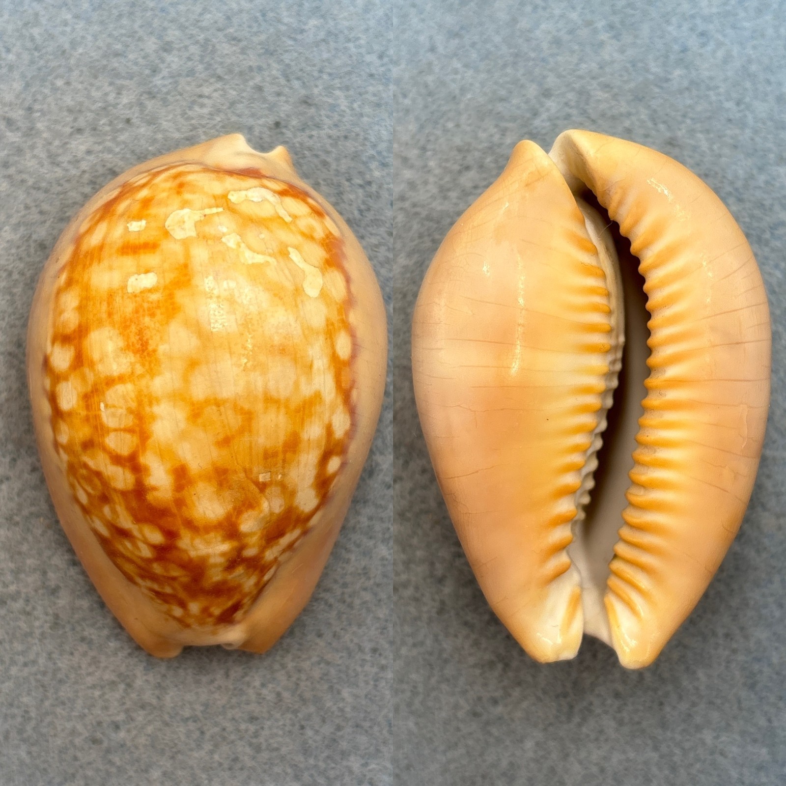 #4 Cypraea mauritiana Unusual Golden Form 63.3mm F No Data